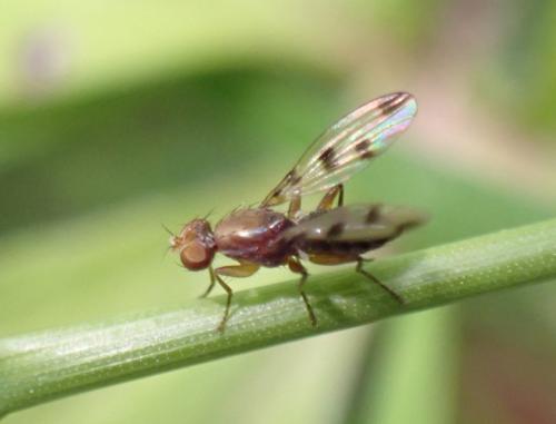 Réf. 289 936 : Geomyza tripunctata